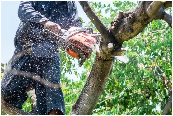 tree services Fort Hancock